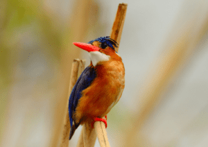 15-Day Bird watching Safaris in Uganda