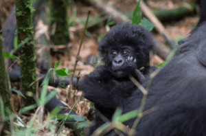 6-Day Rwanda Wildlife Tour