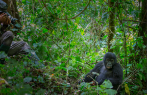 8-day gorilla habituation experience in Uganda