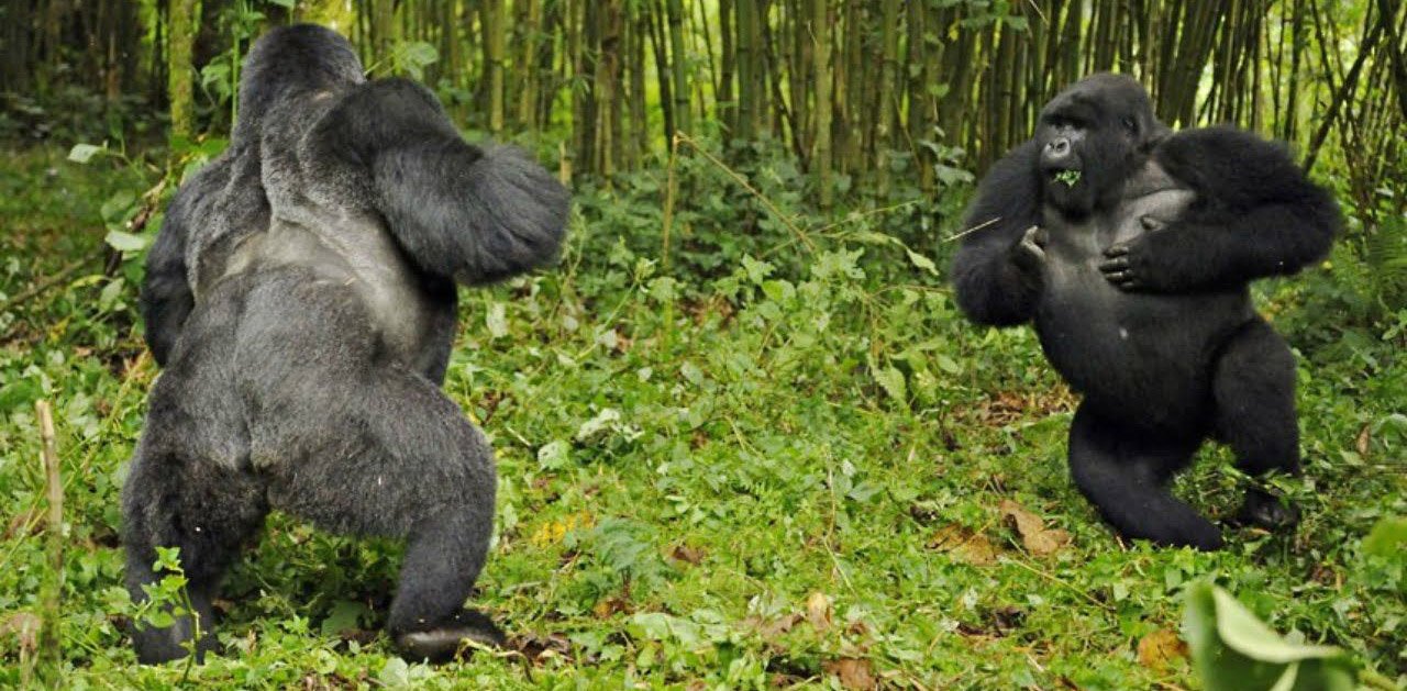 A Guide to the Gorilla Habituation Experience in Uganda