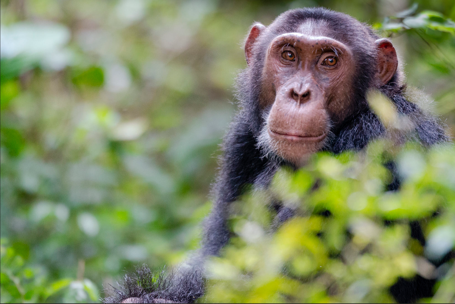 10 fascinating facts about chimpanzees you didn't know