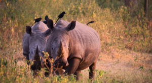 3-day Uganda Safari offer