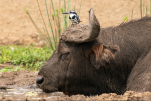 Buffalo with Pied Kingfisher perched on his head - 3-day budget Uganda safari