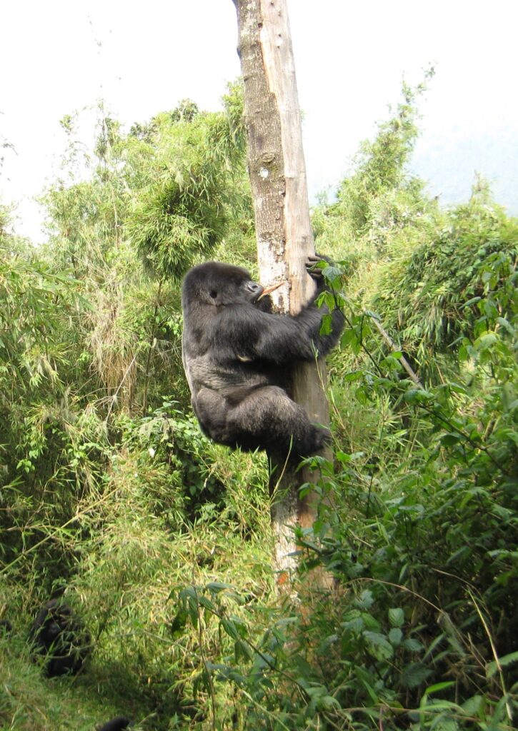 Mountain Gorilla - The Benefits of Booking a Gorilla Trekking Safari through tours company