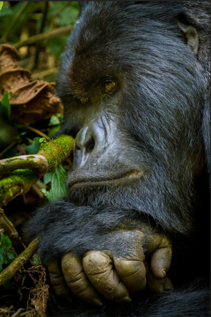 Mountain Gorilla - Why are mountain gorillas endangered