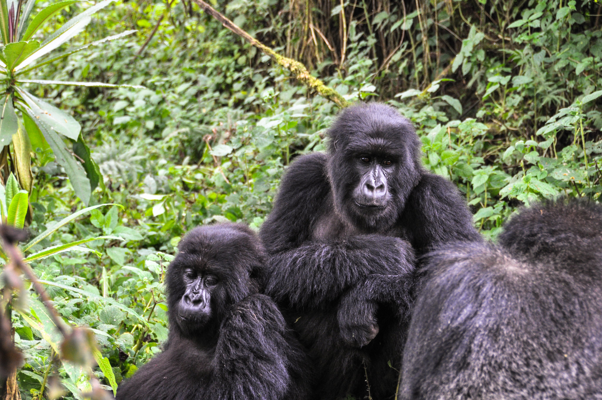 The Fascinating World of Mountain Gorilla Family Dynamics