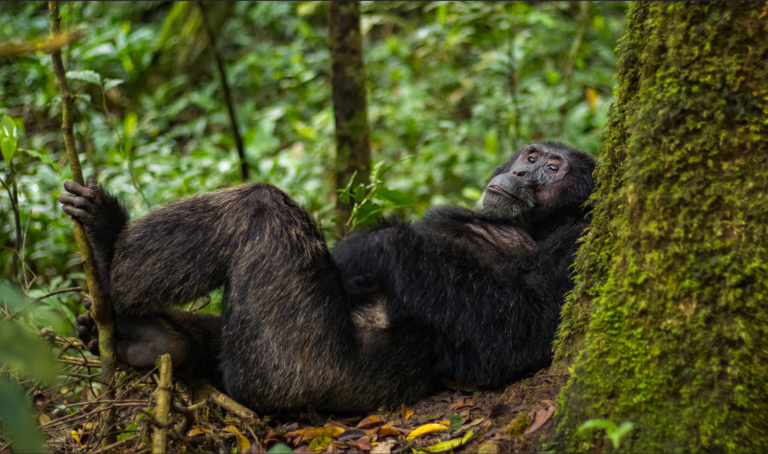 Discover the Pristine Wonders of Chimpanzee Tracking in Kibale Forest National Park with AG Safaris