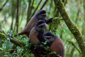 Golden Monkey Trekking in Rwanda- A Unique Wildlife Adventure