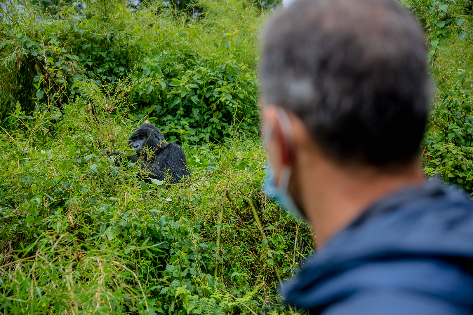 gorilla trekking experience in Volcanoes National Park